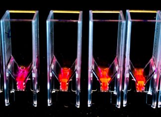 Tiny light-emitting microalgae could hold the secret to the next generation of organic solar cells