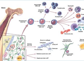 Researchers have cracked the code to doing stem cell transplants and gene therapy without radiation and chemotherapy