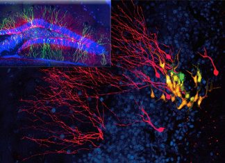 Hippocampal neurogenesis continues to occur well into old age and in those with Alzheimer’s disease