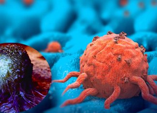 How fast a tumor grows depend on how quickly the cancer cells can divide