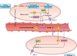 Human muscle cells : chloride channel can contribute to greater understanding of muscle diseases such as ALS