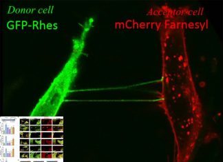 Huntington’s disease can spread through nanotube tunnel