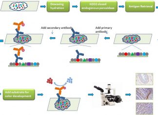 Results from inaccurate IHC tests lead to biased results and call into question the validity of those tests in many research laboratories