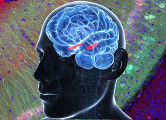Scientists could manipulate your brain to enhance or suppress memories