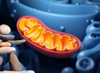 Mitochondrial function might help explain the link between general intelligence, health and aging