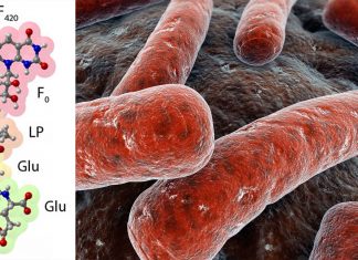 Cofactor F420 : Researchers have made a breakthrough that lead to a more effective treatment for tuberculosis