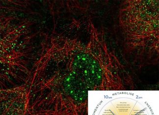 Nocturnin is part of the circadian clock that alters the metabolism and behavior