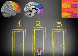 We make complex decisions using distributed network areas in the frontal cortex