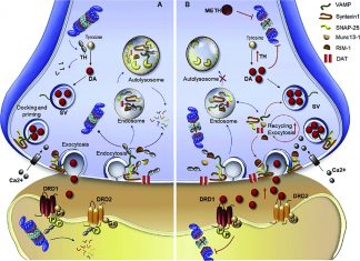 Researchers have identified a drug that resensitizes cancer cells to proteasome inhibitors