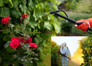 Researchers found hypertension in children exposed to flower pesticides