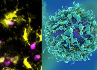 First-ever video that captured the process in which developing killer T-cells are tested by dendritic cells