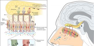 Small changes in a single olfactory receptor gene can affect how we feel odor
