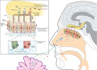Small changes in a single olfactory receptor gene can affect how we feel odor