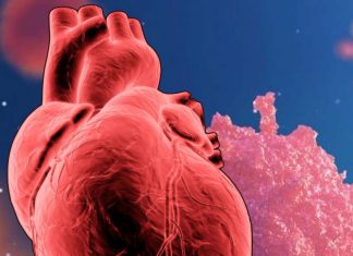 Stem cells derived from the placenta can regenerate healthy heart cells after heart attacks