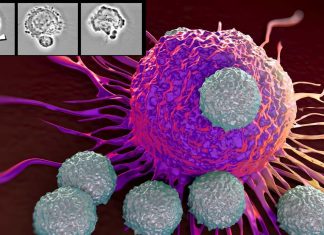 Researchers engineered cells to express antibodies that target viruses