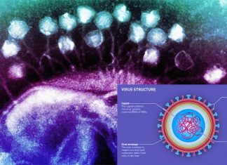 Viruses use protein to be more infectious and develop neurodegenerative diseases