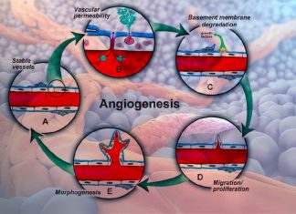 Researchers have discovered mechanism to achieve optimal therapeutic angiogenesis