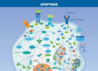 Apoptosis is an important barrier of tumorigenesis