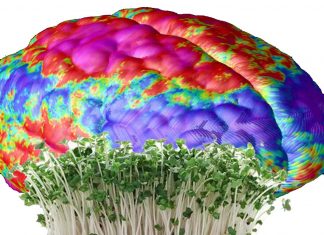 The broccoli sprout extract may treat chemical imbalances in the brains of people with schizophrenia