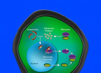 New target to fight cancer – finding inhibitors for some protein complexes