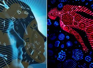 Connection between circadian rhythms and immune responses revealed