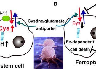 New cancer drugs strike cysteine amino acid