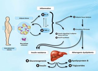 Researchers have clarified the link between the molecule interleukin-6 (IL-6) in the brain and obesity