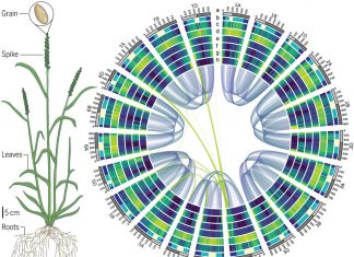 First study that link historical events and genome of wheat