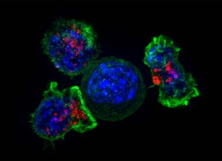 Skin vaccination can generate protective CD8 T-cells to fight sexually transmitted infections (STIs)
