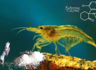Researchers have found a diverse array of illicit drugs in British freshwater shrimp