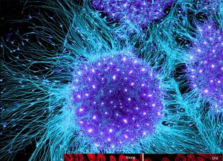 All cells in the foetal gut have the potential to develop into stem cells
