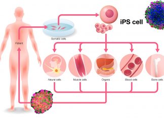 Researchers are looking for a new solution to control cells maturation