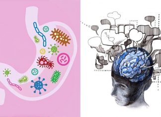 A new meta-analysis study reports regulating intestinal microbiota is more than 50% effective at helping to reduce anxiety