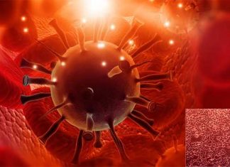 Researchers has found that adding a protein to lentiviral vectors can protect them from an immune system attack