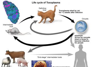Toxoplasma gondii parasites hijack the brain and affect the host’s behavior