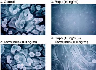 Rapamycin can protect from neurodegenerative disease and be used like anti-aging drug