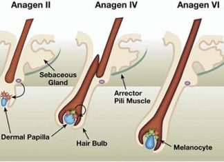 Skin-related stem cells may be key to helping restore the myelin sheath in patients with multiple sclerosis