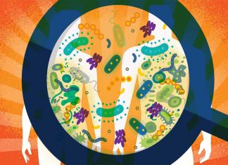 Age and sex of an individual strongly influences the bacterial diversity of the gut microbiome