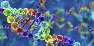 Researchers have shown that rare genetic mutations are a major cause of lupus
