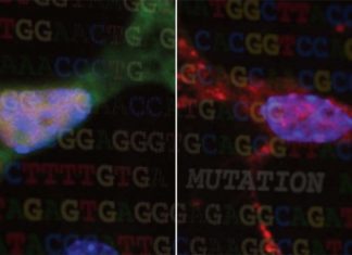 Scientists have discovered how mutations in DNA can cause neurodegenerative disease