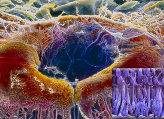 New study evidence the need to review how retinal cells in mammals process light