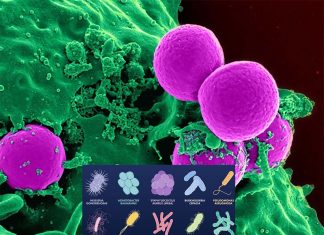 Researchers have discovered how a hospital superbug evades the immune system to cause infection