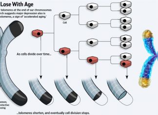 Stress Shorten Telomeres