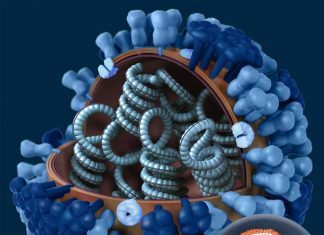 The virus’s ability to rapidly mutate lets it escape from the immune system’s memory