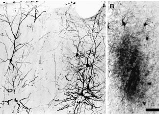 AI can reliably determine what visual stimuli neurons in the visual cortex respond best to