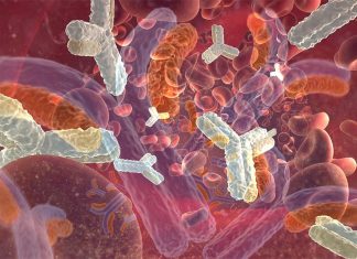 Antibody treatment allows transplant from an immunologically mismatched donor