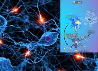 Astrocytes feed neurons’ off-loaded damaged lipids to their own mitochondria, converting waste into energy