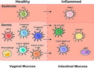Researchers have discovered brand new immune cells that are at the frontline of HIV infection