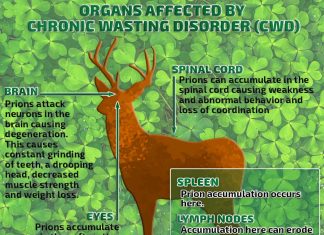 Chronic wasting disease has reached the point of a global epidemic among deer and elk