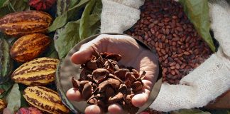 Cocoa bean shells can reversing the chronic inflammation and insulin resistance associated with obesity